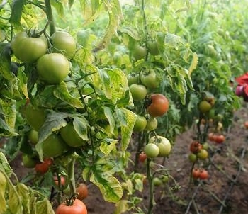 2016年我國(guó)啟動(dòng)食用農(nóng)產(chǎn)品合格證管理試點(diǎn)，構(gòu)建農(nóng)產(chǎn)品質(zhì)量安全新防線